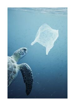 Turtle Plastic Ocean