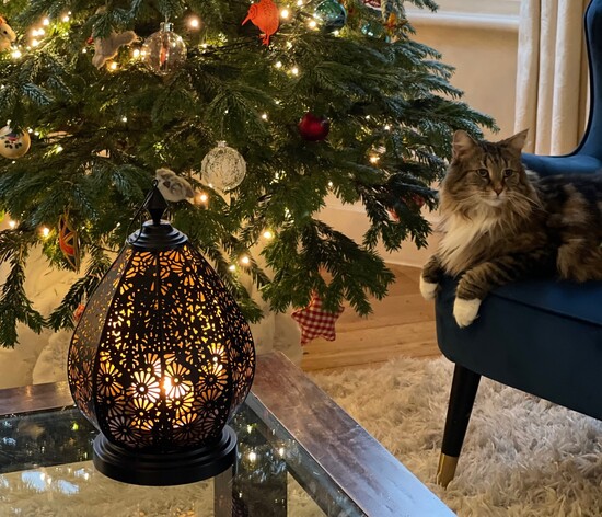 Moroccan lantern with Christmas tree and cat sitting on a chair in the background