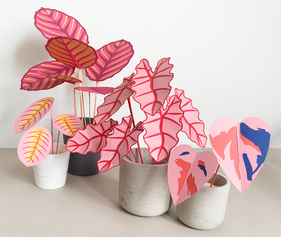 pink houseplants