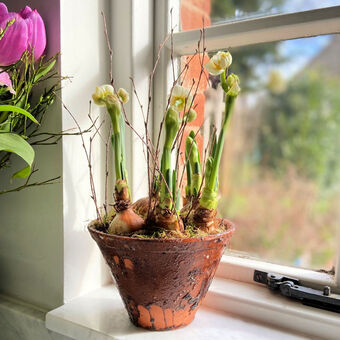 Spring Bulbs Hand Potted