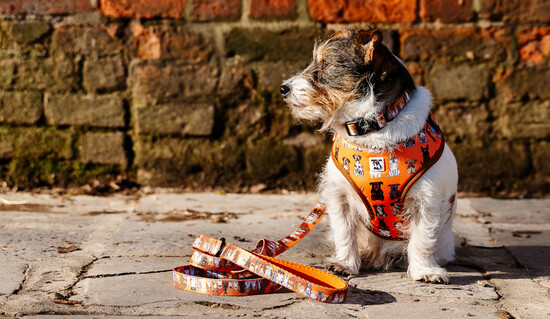 Cute Dog harness, collar and lead