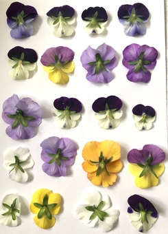 Pressing Viola Flowers