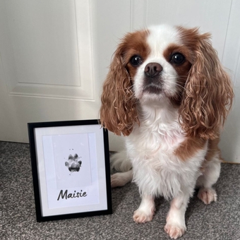 A small spaniel next to her pawprint