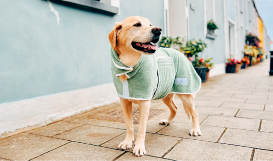 Labrador in sage green drying coat