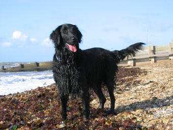 Flicka a beautiful Flatcoated Retriever and inspiration behind Harbour Hounds Ltd 