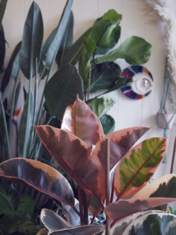 Our botanical boutique in Salisbury