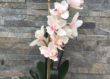 Pale pink cymbidium orchid