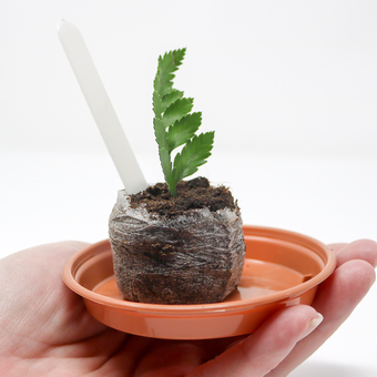 grow your own forget me not planting kit