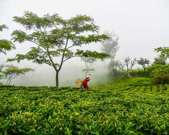 Tea Garden in Nepal