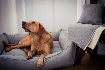 Grey high quality dog bed with fox red Labrador, grey blanket & cushion displayed on a chair
