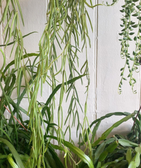 The home of healthy houseplants