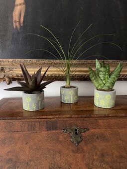 Three succulent plants in concrete pots with yellow pattern