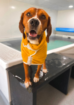 Beagle in Mustard drying coat after swimming 