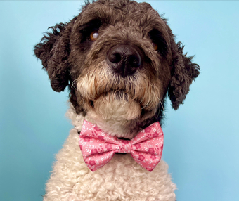 dog wearing a pink floral dog collar bow tie 