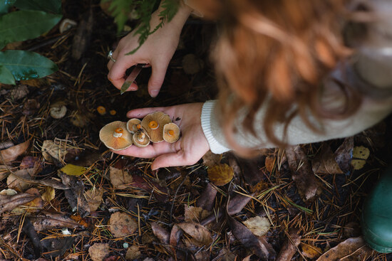 A hand holding foraged mushrooms