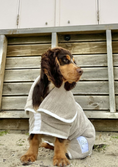 Spaniel in latte drying coat on the beach