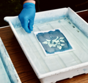 a cyanotype print being washed in water
