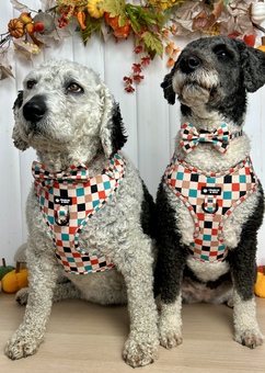 two dogs wearing autumn patchwork dog harness