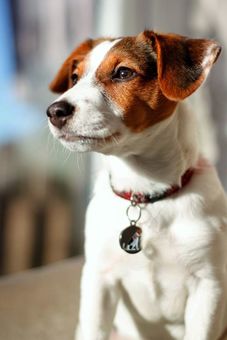 Jack Russell dog tag