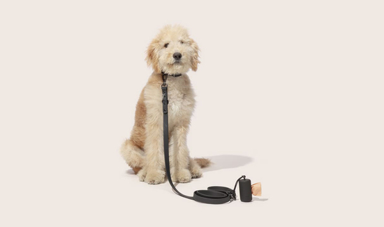Pet Accessories by Wild One