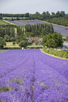 Castle Farm's Lavender in full bloom