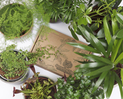 Tropical Houseplant Seed Subscription Box