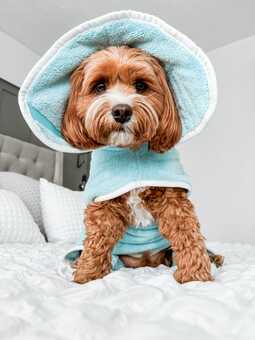 Cockapoo in Blue Drying Robe