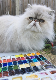 Popi persian cat, studio assistant