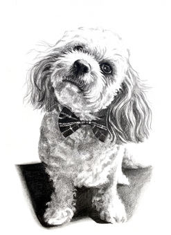 Pencil drawing of a dog