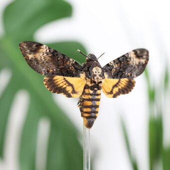 Death's Head Hawkmoth