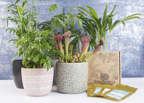Houseplant Seed Subscription