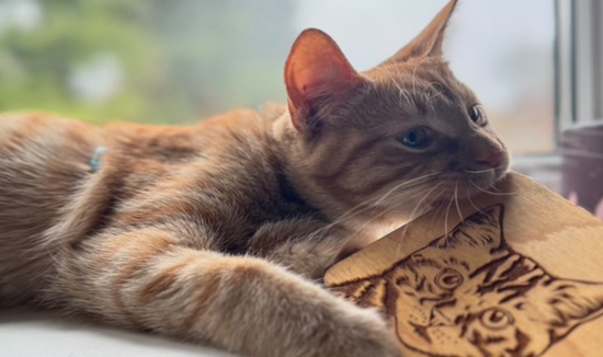 A ginger cat cuddling with a Tabby Cat engraved wooden coaster.
