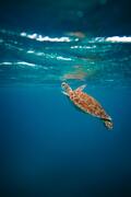 Sea turtle 3