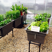 RHS award-winning raised planter kit 