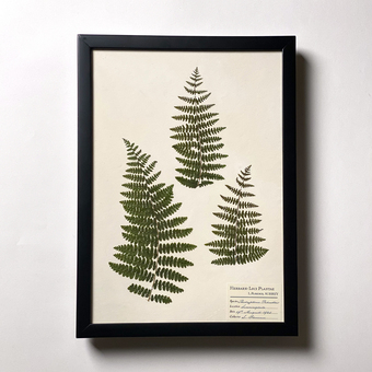 A3 framed Fern herbarium page