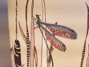 hand illustrated design lampshade Bulrushes insects mayfly