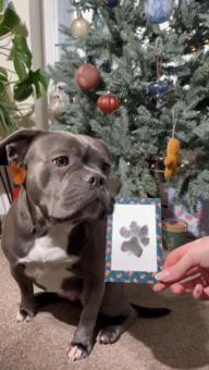 A french bulldog with her pawprint on gingerbread patterned card