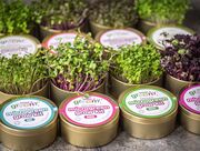 Organic Microgreen Tin Kits