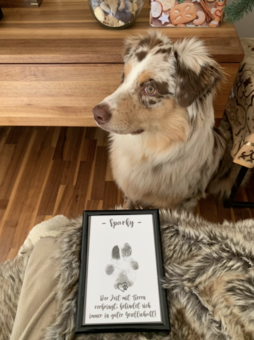 A beautiful australian shepherd and his pawprint in a frame with a personalised message
