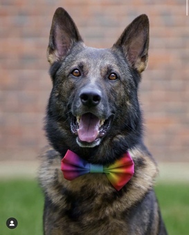 Rainbow Bow Tie on Our Ambassador 