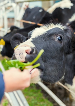 A cow being hand fed 