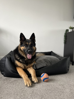 German Shepherd Big Dog In Dog Bed