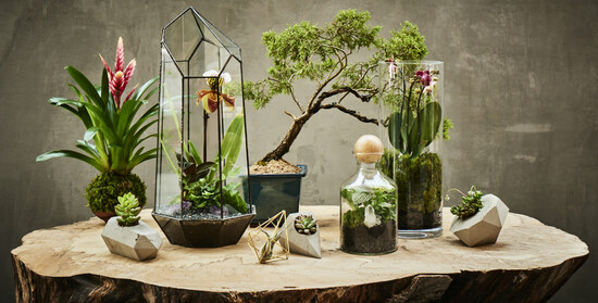 Alyson Mowat Studio selection of plants