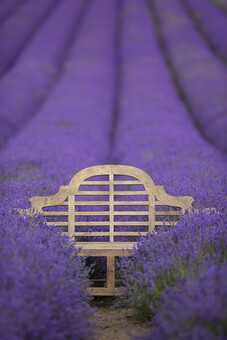 Rows of beautiful Lavender