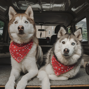 two dogs wearing dog bandanas
