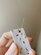 Seeded paper sprouting and growing