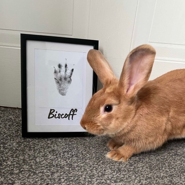 A bunny rabbit next to her footprint, created using a mess free paw print kit