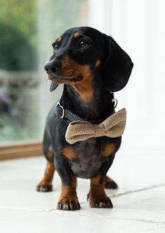 Cute accessories  bow ties and bandanas