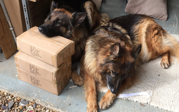 Dogs Packing Parcels