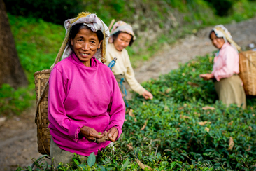 Darjeeling Tea pickers